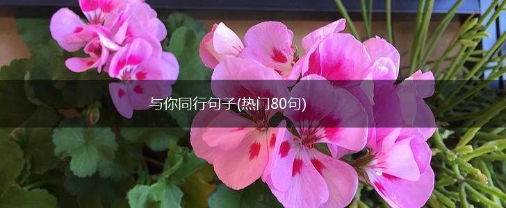 与你同行句子(热门80句),第1张