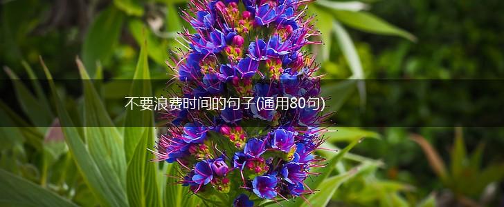 不要浪费时间的句子(通用80句),第1张