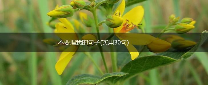 不要理我的句子(实用30句),第1张