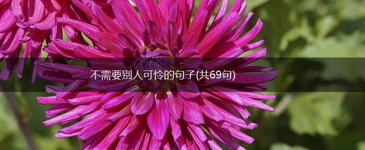 不需要别人可怜的句子(共69句),第1张