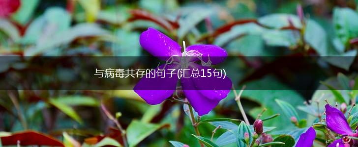 与病毒共存的句子(汇总15句),第1张