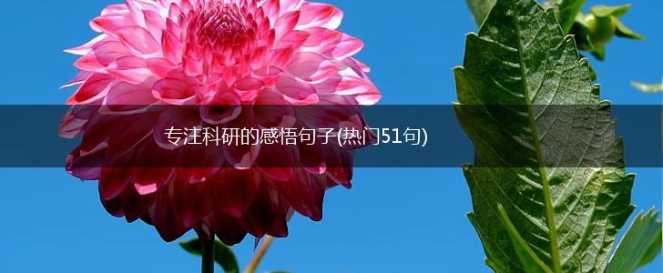 专注科研的感悟句子(热门51句),第1张