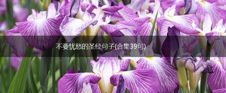不要忧愁的圣经句子(合集39句),第1张