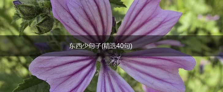 东西少句子(精选40句),第1张
