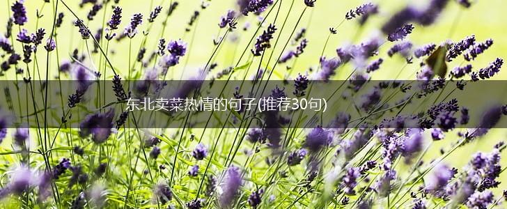 东北卖菜热情的句子(推荐30句),第1张
