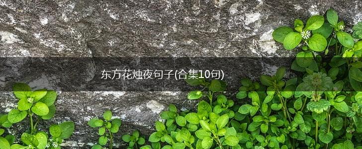 东方花烛夜句子(合集10句),第1张