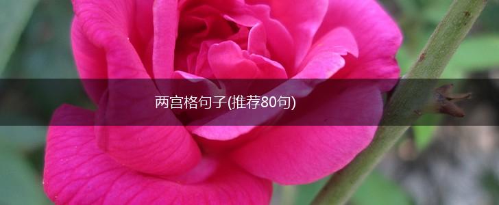 两宫格句子(推荐80句),第1张