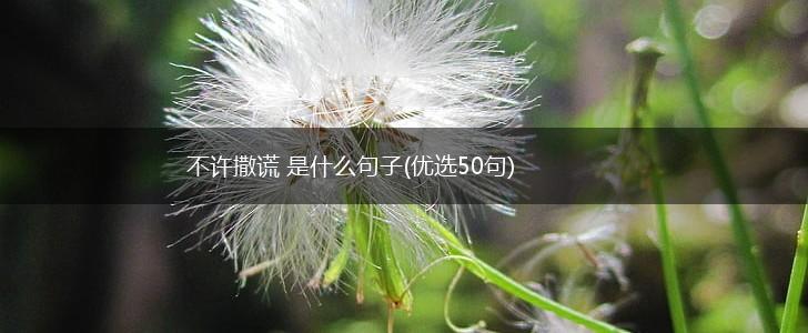 不许撒谎 是什么句子(优选50句),第1张