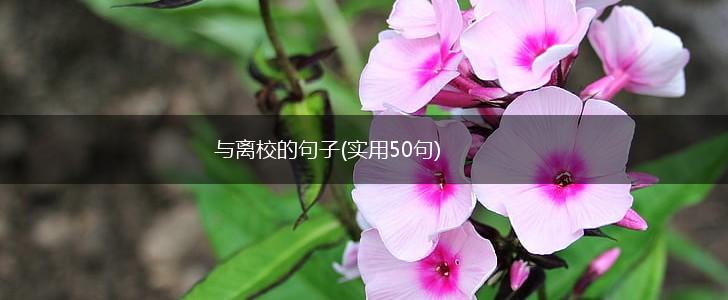 与离校的句子(实用50句),第1张