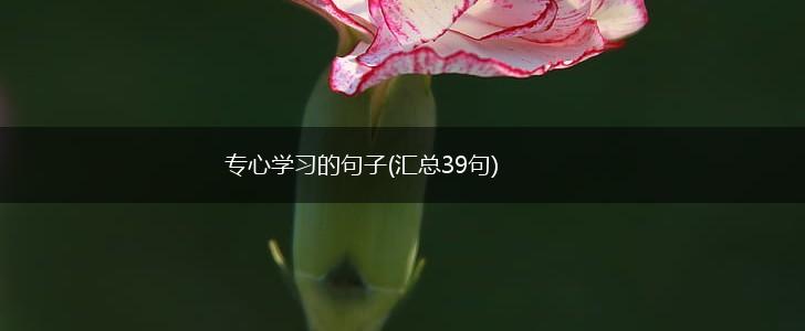 专心学习的句子(汇总39句),第1张