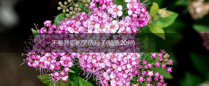 不要辞职的笑话句子(精选20句),第1张