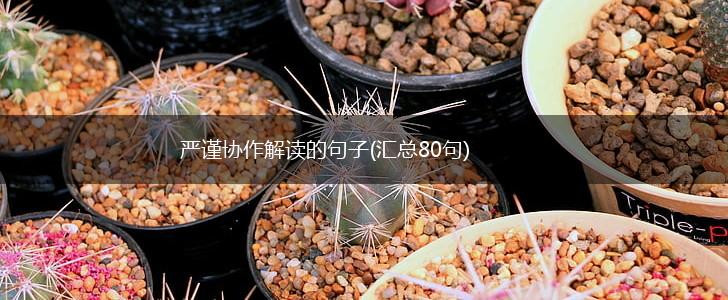 严谨协作解读的句子(汇总80句),第1张