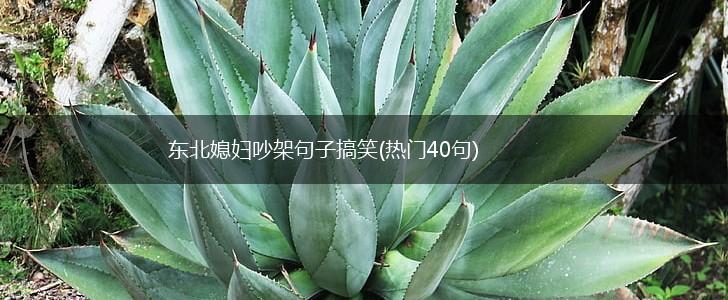 东北媳妇吵架句子搞笑(热门40句),第1张
