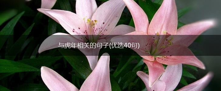 与虎年相关的句子(优选40句),第1张