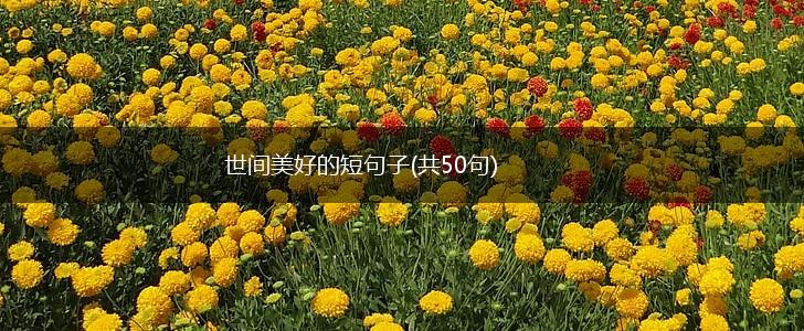世间美好的短句子(共50句),第1张