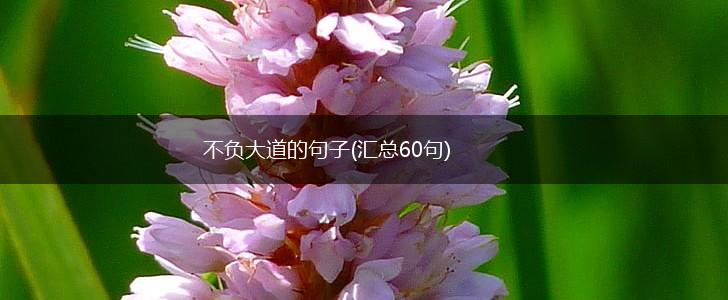 不负大道的句子(汇总60句),第1张