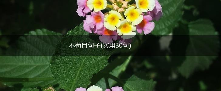 不苟且句子(实用30句),第1张