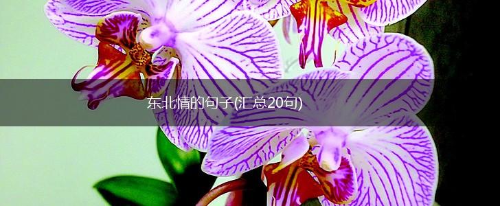 东北情的句子(汇总20句),第1张