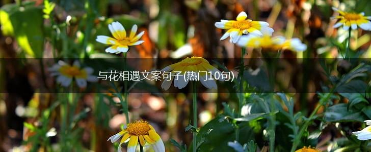 与花相遇文案句子(热门10句),第1张