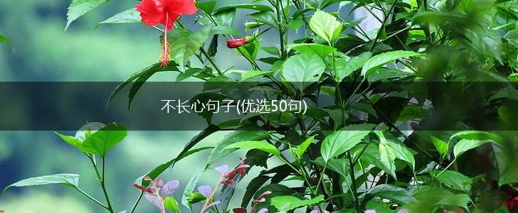 不长心句子(优选50句),第1张