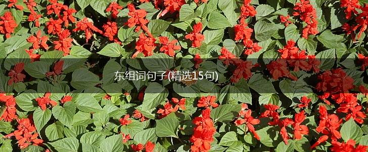 东组词句子(精选15句),第1张
