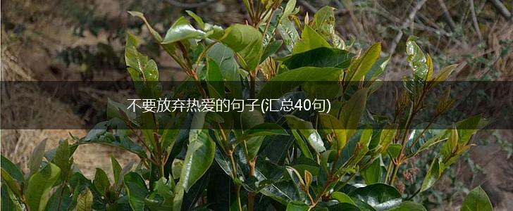 不要放弃热爱的句子(汇总40句),第1张