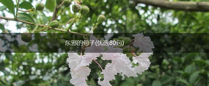 东邪的句子(优选80句),第1张