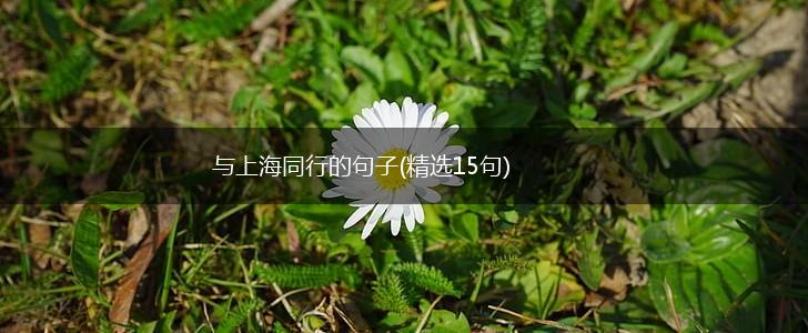 与上海同行的句子(精选15句),第1张