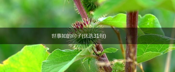 世事如的句子(优选31句),第1张