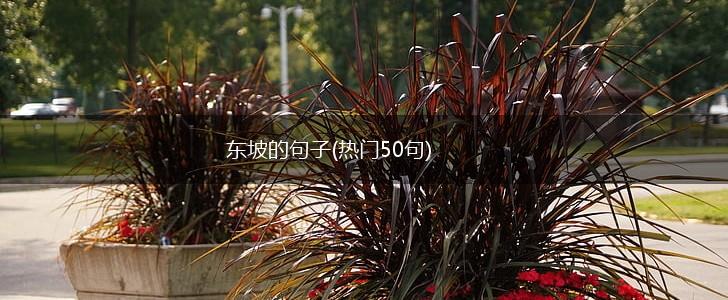 东坡的句子(热门50句),第1张