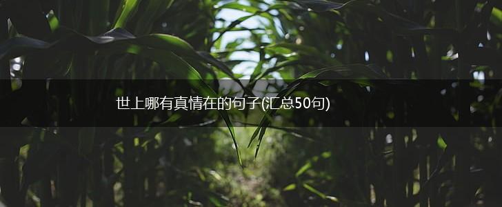 世上哪有真情在的句子(汇总50句),第1张