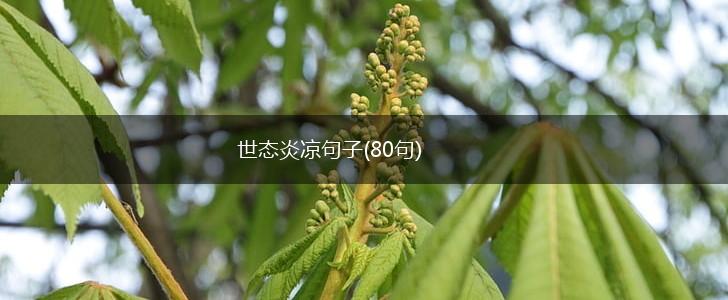 世态炎凉句子(80句),第1张