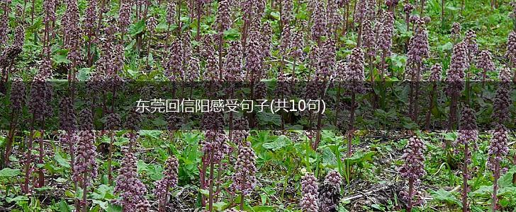 东莞回信阳感受句子(共10句),第1张