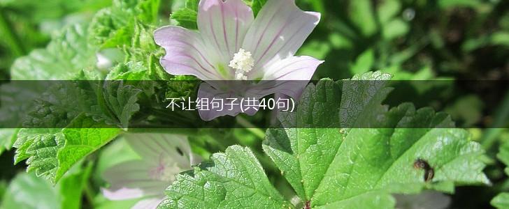 不让组句子(共40句),第1张