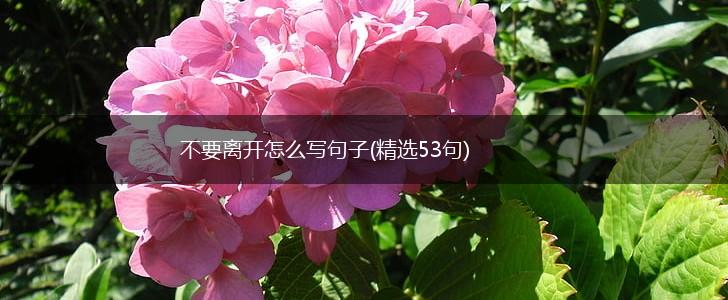 不要离开怎么写句子(精选53句),第1张