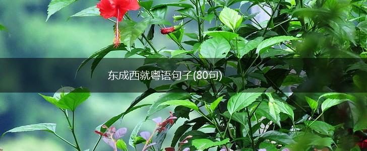 东成西就粤语句子(80句),第1张