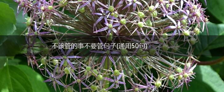 不该管的事不要管句子(通用50句),第1张