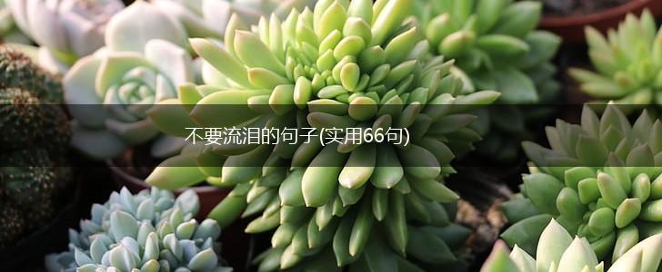 不要流泪的句子(实用66句),第1张