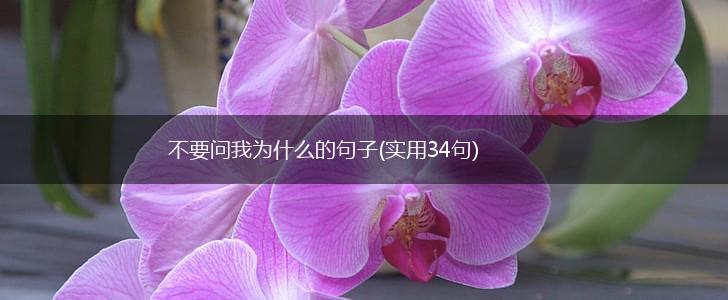 不要问我为什么的句子(实用34句),第1张