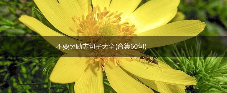 不要哭励志句子大全(合集60句),第1张