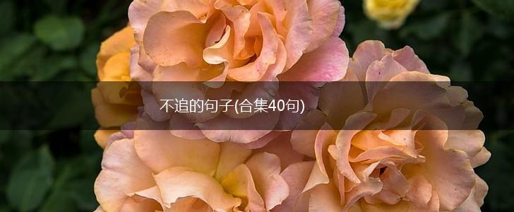 不追的句子(合集40句),第1张
