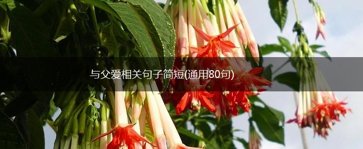 与父爱相关句子简短(通用80句),第1张