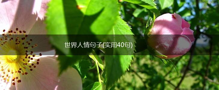 世界人情句子(实用40句),第1张
