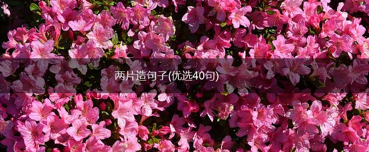 两片造句子(优选40句),第1张