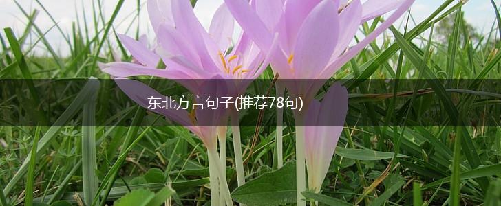 东北方言句子(推荐78句),第1张