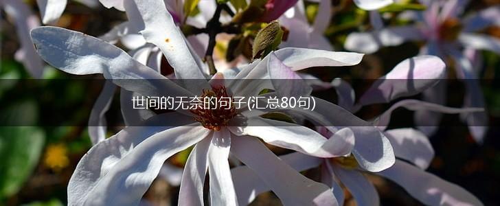 世间的无奈的句子(汇总80句),第1张