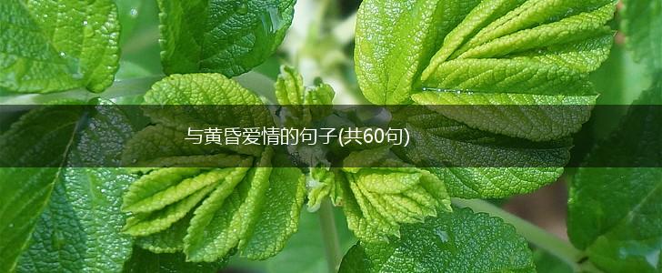 与黄昏爱情的句子(共60句),第1张