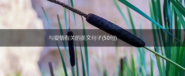 与爱情有关的英文句子(50句),第1张
