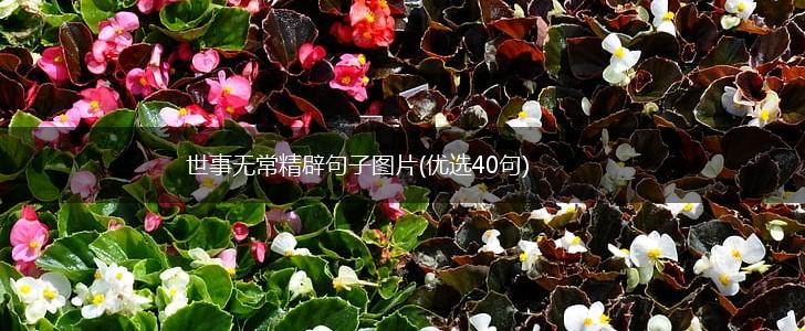 世事无常精辟句子图片(优选40句),第1张