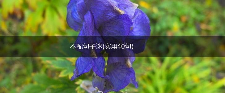 不配句子迷(实用40句),第1张